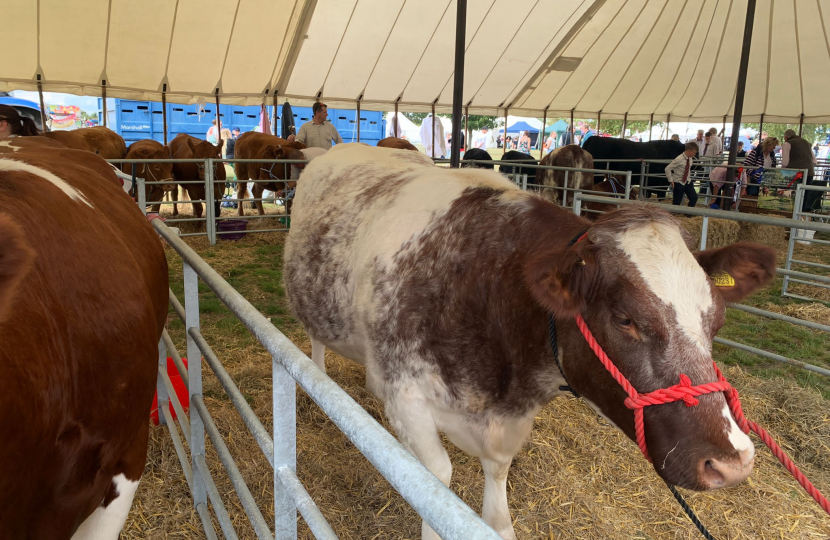 Orsett Show's Cattle Show.