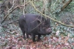 Page Woods Pig