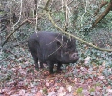 Page Woods Pig